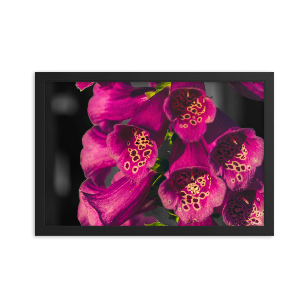 Foxglove - 12x18 - T