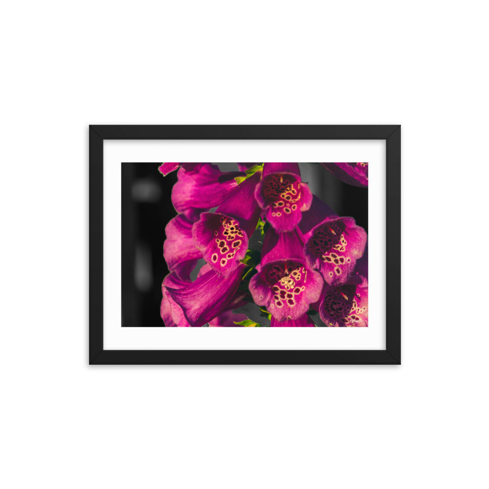 Foxglove - 12x16 - T