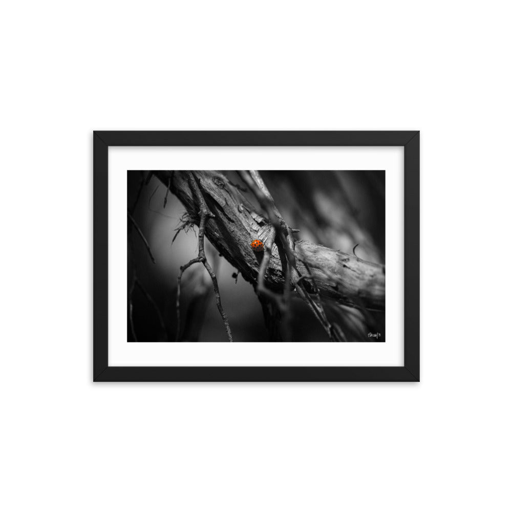 Nomad - 12x16 - T