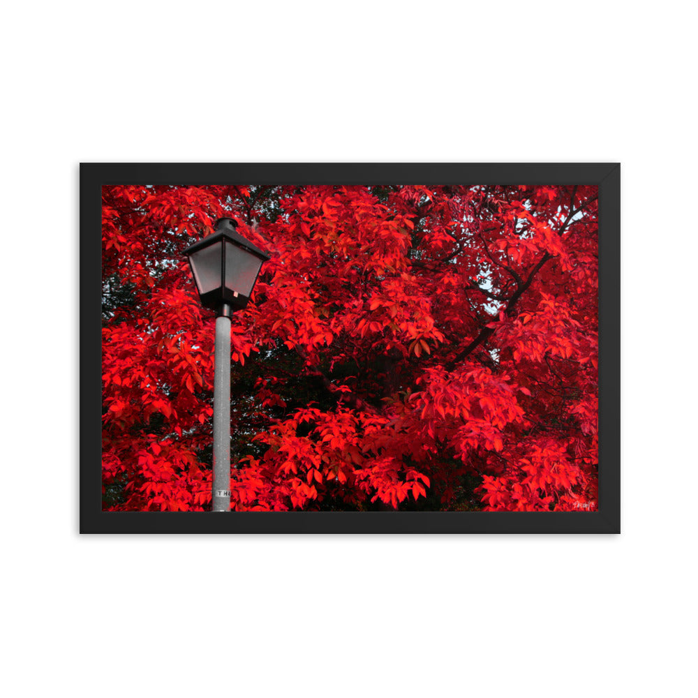 Limelight - 12x18 - T