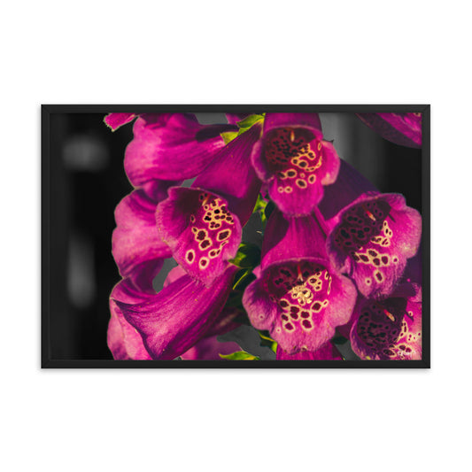 Foxglove - 24x36 - T