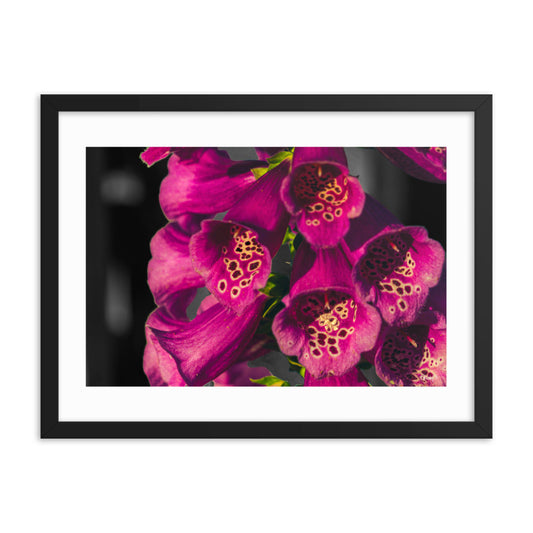 Foxglove - 18x24 - T