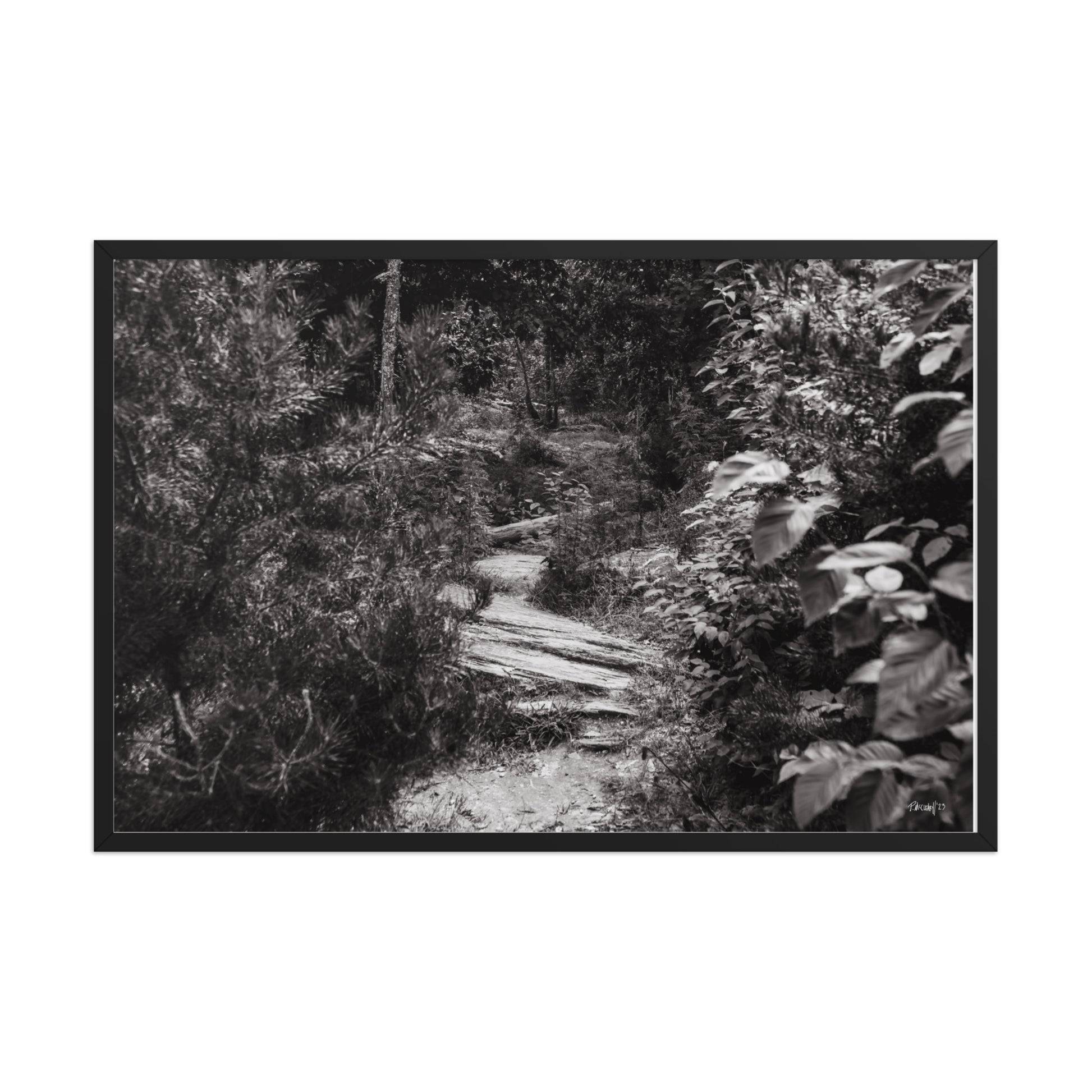 Trial - 24x36 - T
